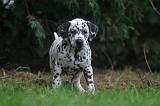 DALMATIEN 485